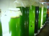 origin oil algae